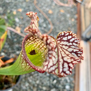 Spider in Sarracenia leucophylla "Tarnok"
