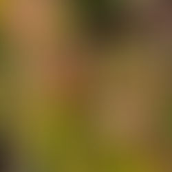 Vibrant Sarracenia Colors