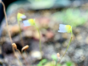 Tiny Utricularia Flowers