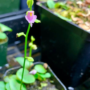Utricularia have some of the best flowers
