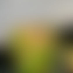 Update: Attempted Australian Cliffside