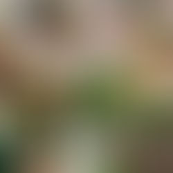 Sarracenia Going Dormant