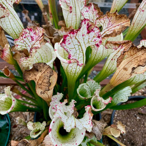 Sarracenia Going Dormant