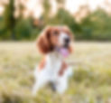 happy-dog-outside_edited.jpg