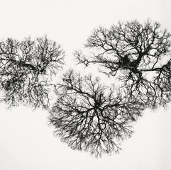 trees_snow.jpeg