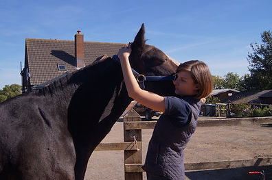 Equine Physiotherapy - Neck Stretch