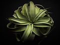 flowers1_42815.jpg