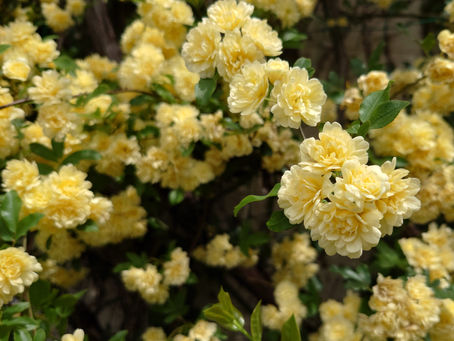 モッコウバラが満開でした