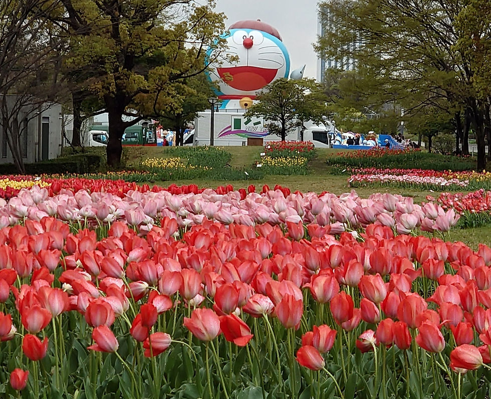 満開のチューリップと、でっかいドラえもん