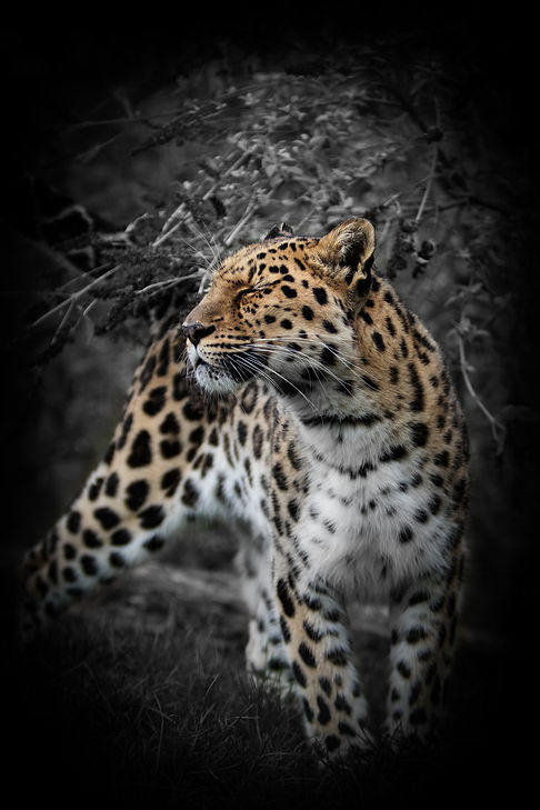 Golden Leopard.jpg