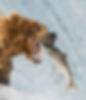 Bear Salmon 11111.jpg
