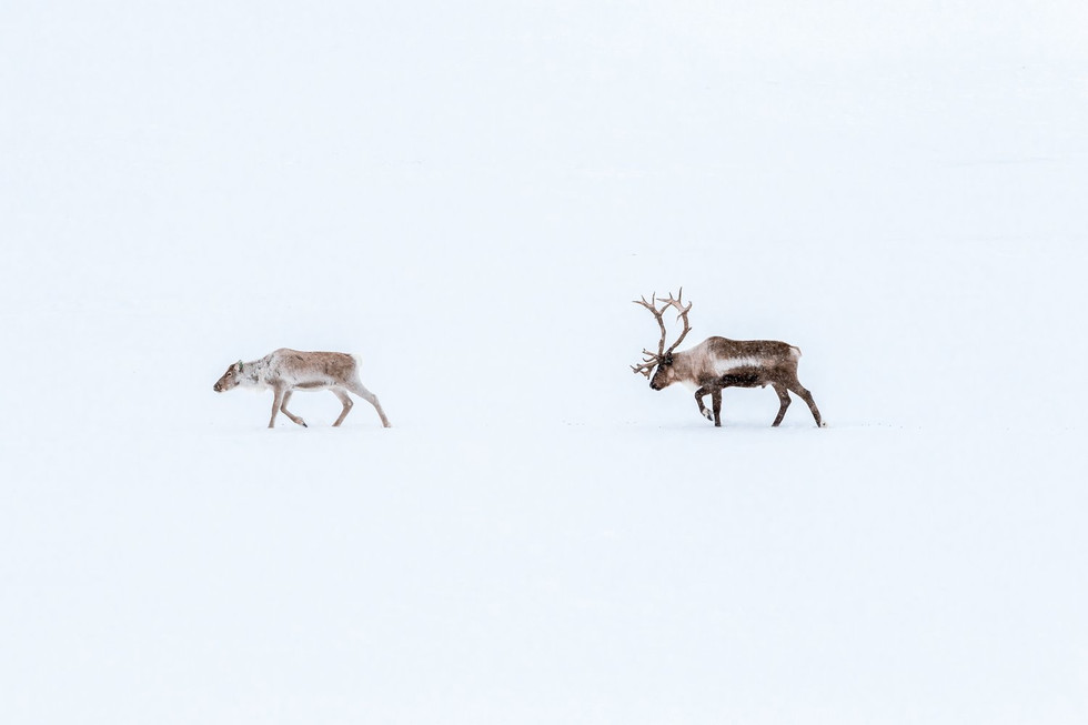 Marcus_Löfvenberg_Reindeer.jpeg