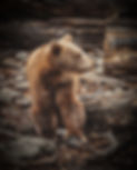 Baby Bear S.jpg