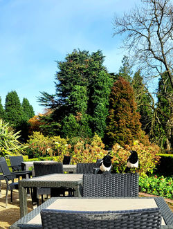 Magpies at Belfast Castle