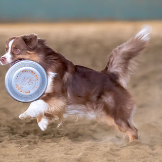 MARVELUPDOG3.jpeg