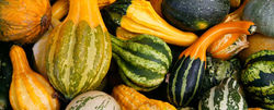Gourds