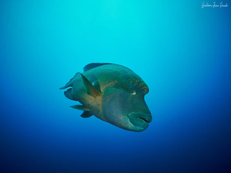 Coral reef, Red Sea, Egypt, underwater