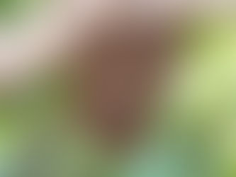 19. Acquiring Your First Bee Colony.