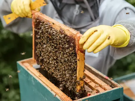 29. Managing a queenless Colony :  