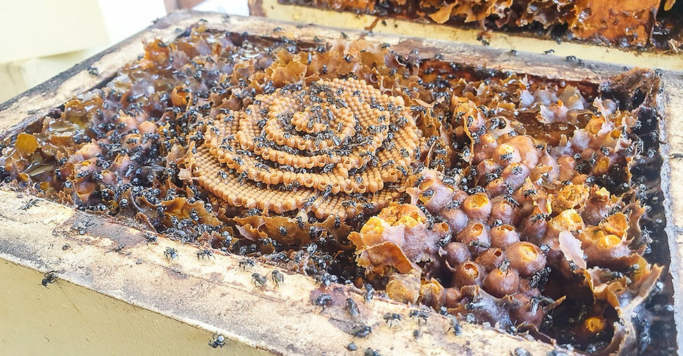 A Stingless bee colony
