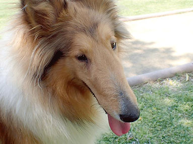 大型犬