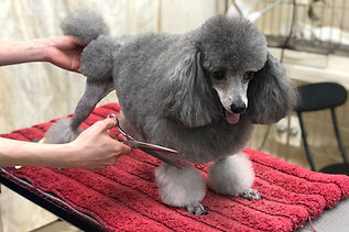 ペット美容室【犬】