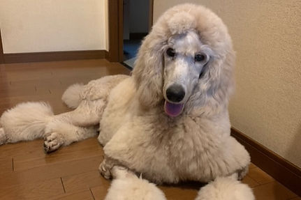 プードル