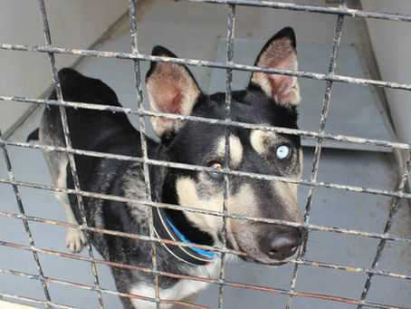 Helping Animals - How you can help