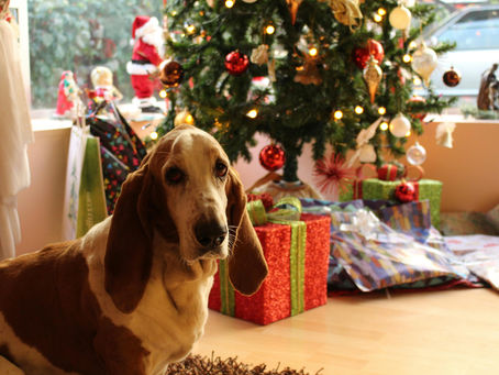Christmas Gift Guide: Paw-some Brands to Spoil Your Furry Friends This Year