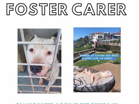 Become a foster carer