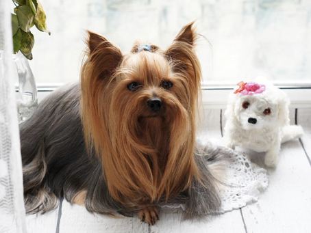 A Pet Owners Guide to Grooming and Fashion