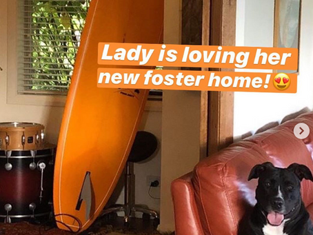 Lady found a foster home!