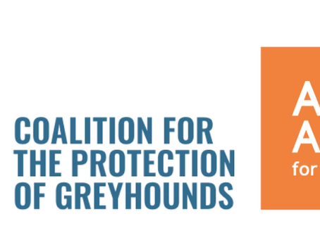 Victoria records nation’s highest greyhound death toll as calls grow for inquiry