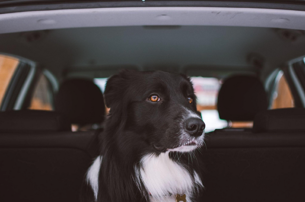 Black and white sitting in the back seat of a car