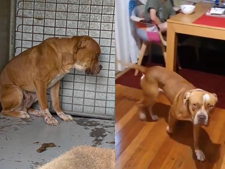 Happy Fur-ever after Boston!