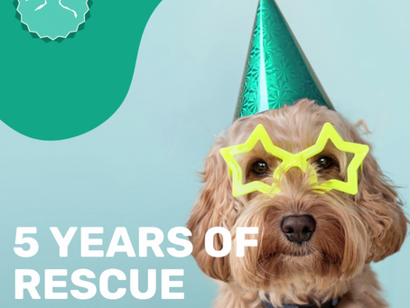 Companion Animal Rescue Awards 2022 Finalists Revealed And They’re Pawsome!