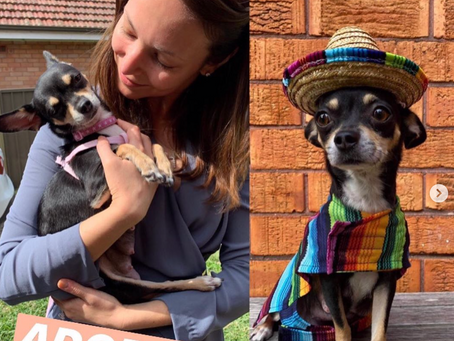 Custom Pet Profile Match