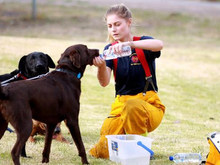 Bush Fire Season - Pet Safety