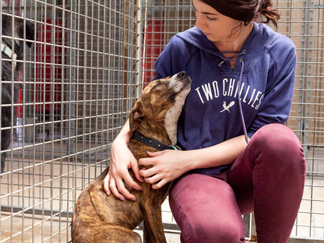 Rescue Awards is back to encourage and inspire rescue when needed most