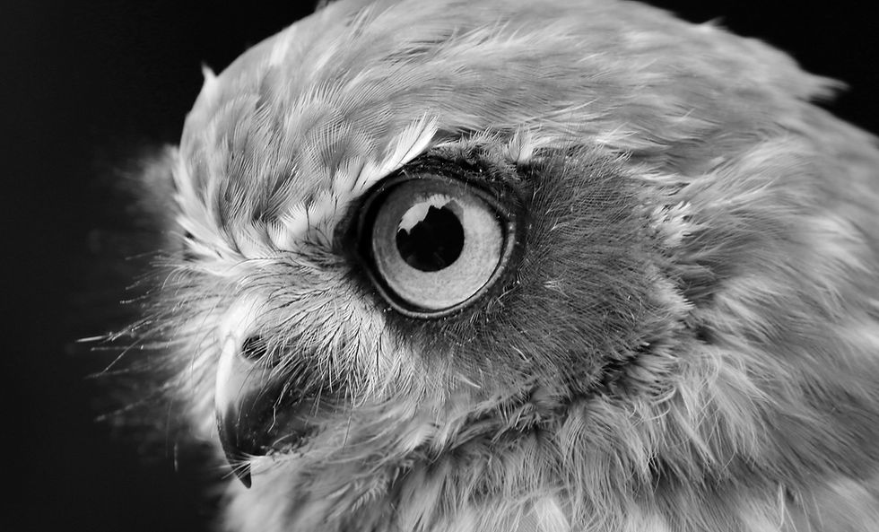 14_Owl_Pete Ricketts.jpg