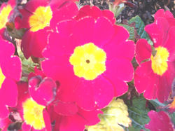 BHJS Yr3 Maisie Sheedy.jpg