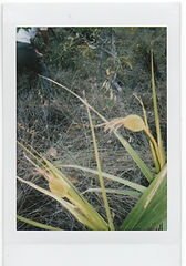 Scan 11.jpeg