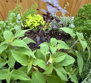 Large Herb Planter.JPEG