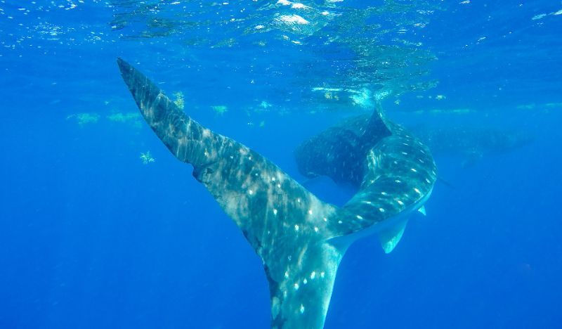 whale watching Everything Cancun.jpg
