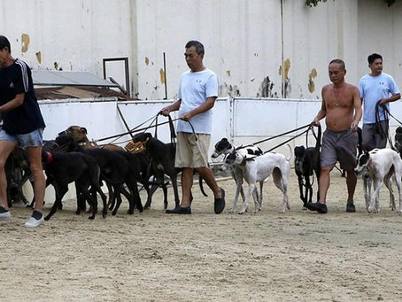 格力犬,澳門尊嚴的考驗