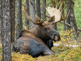 CG_Photography_21_0066 - Bull of the Woods - Web.jpg