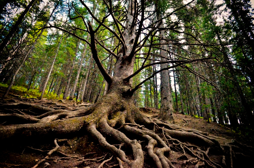 Cochrane grandfather tree