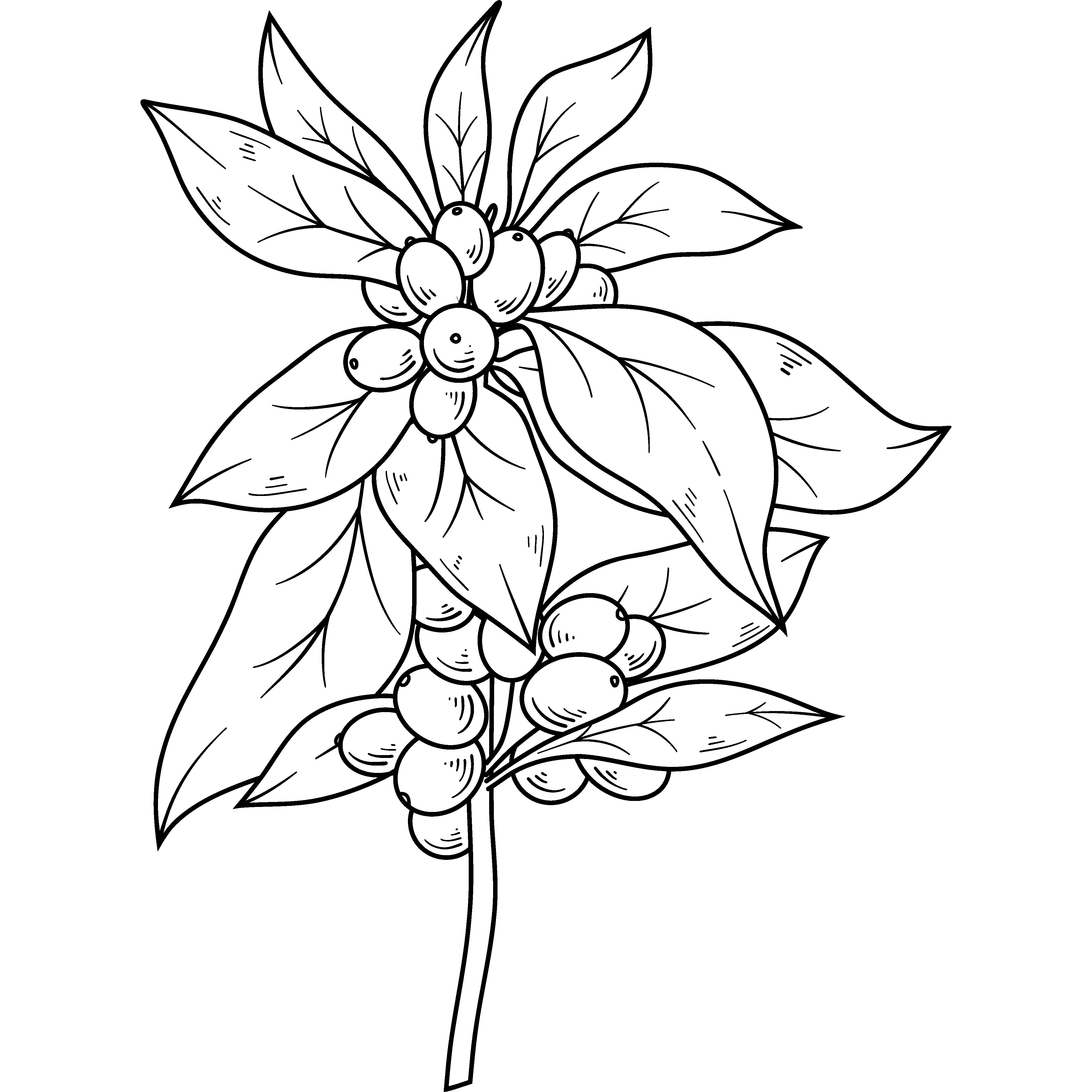 Custom Coffee Traders Illustration coffee plant