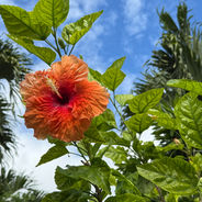 Orange Hibiscus