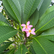 Pink Frangipani